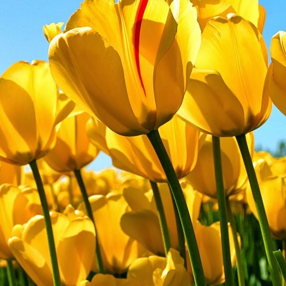 Meet your Posher, Susan - Picture 1 of 1